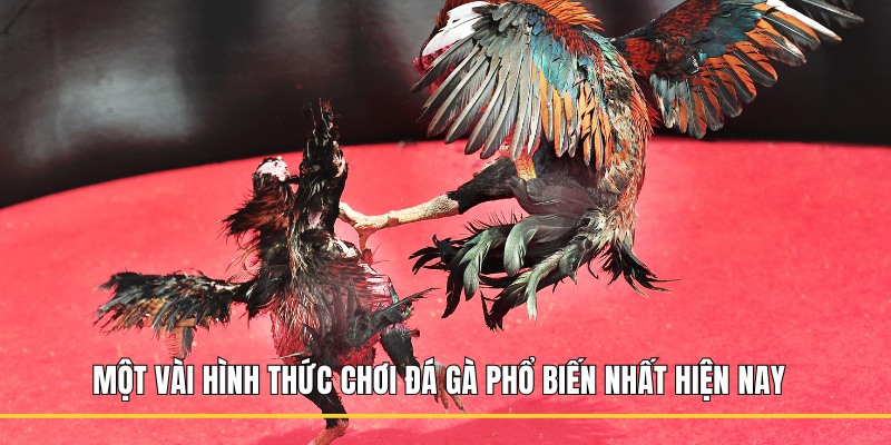 Một vài hình thức chơi đá gà phổ biến nhất hiện nay
